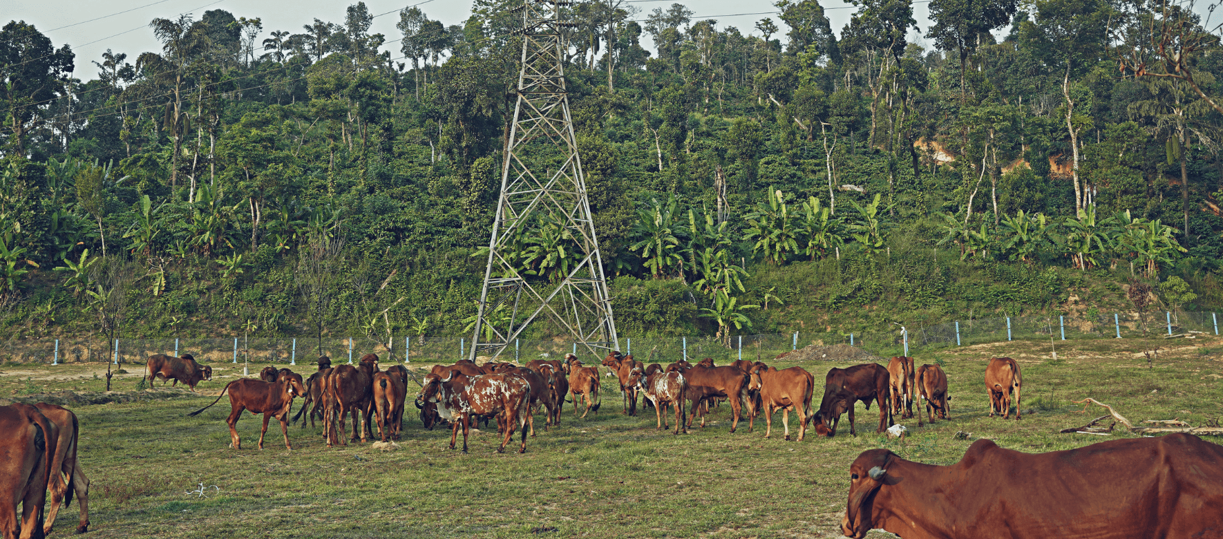 cow groups